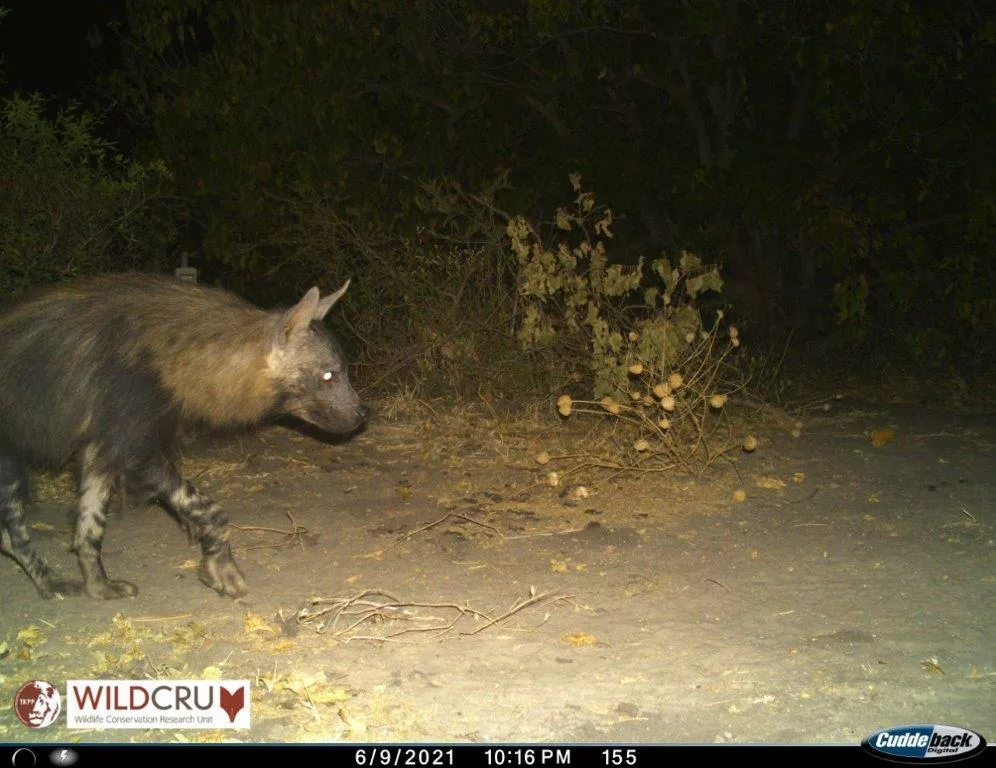 RESIDENT BROWN HYENA SPOTTED